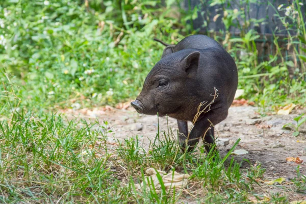 晴れた日の草の中には 草の中の黒い豚 — ストック写真