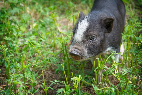 Grass Bright Sunny Day Black Pig Grass — Stock Photo, Image