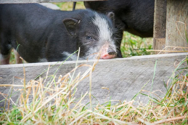 Летом Ферме Яркий Солнечный День Маленькая Свинья Просунула Голову Через — стоковое фото