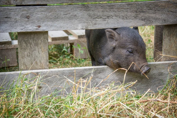 Létě Farmě Jasného Slunečného Dne Vystrčilo Malé Prase Hlavu Plotu — Stock fotografie