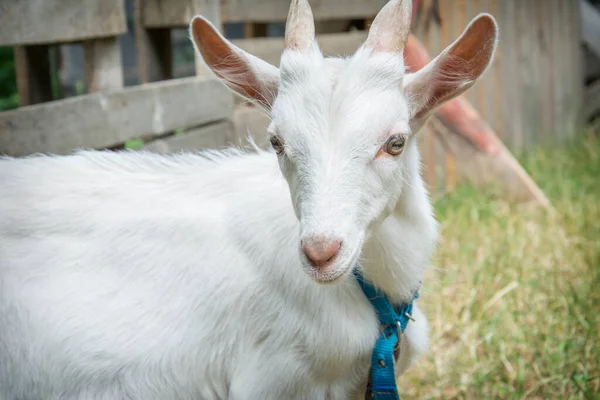 Pada Sore Musim Panas Seekor Kambing Putih Kecil Berada Kandang — Stok Foto