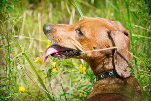 Καλοκαίρι Μια Ηλιόλουστη Μέρα Ένα Dachshund Περπατά Στο Χωράφι — Φωτογραφία Αρχείου