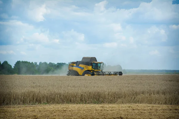 Летом Второй Половине Дня Комбайн Косит Пшеницу Собираем Урожай — стоковое фото