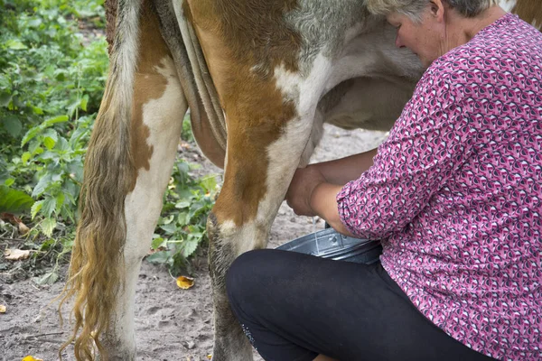 Summer Afternoon Woman Milks Cow Yard — Stock Photo, Image