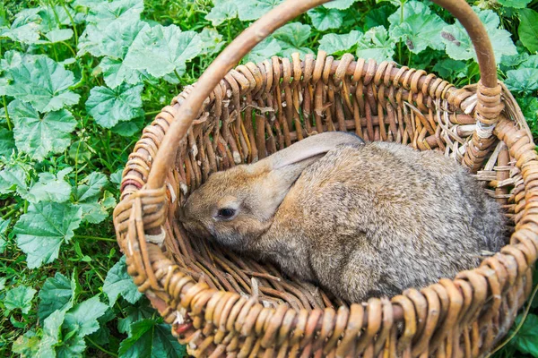 在街上的草地上 有一个篮子 里面坐着一只灰色的大兔子 — 图库照片