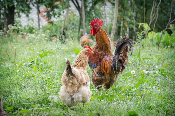 Estate Gallo Pollo Nell Erba Giardino — Foto Stock