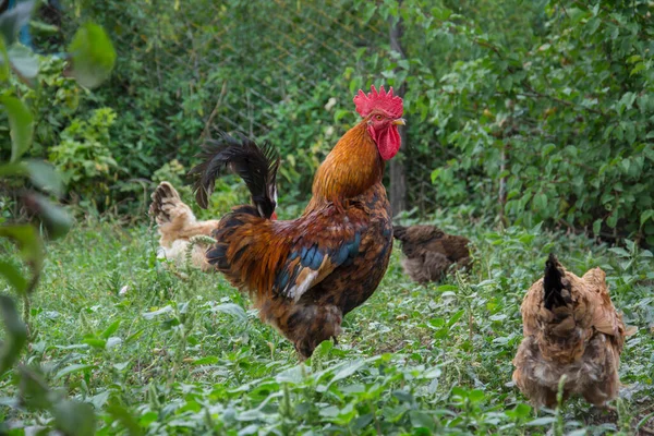 Sommer Ein Hahn Und Ein Huhn Gras Garten — Stockfoto