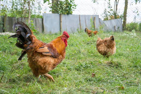 Sommer Ein Hahn Und Ein Huhn Gras Garten — Stockfoto