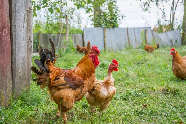 Sommer Ein Hahn Und Ein Huhn Gras Garten — Stockfoto