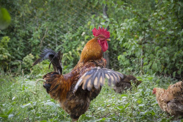 Verano Gallo Pollo Hierba Jardín —  Fotos de Stock