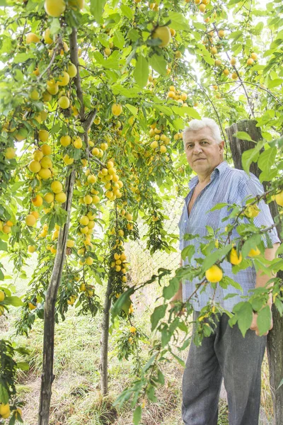 Létě Muž Stojí Zahradě Stromu Kterém Spousta Zralých Žlutých Švestek — Stock fotografie