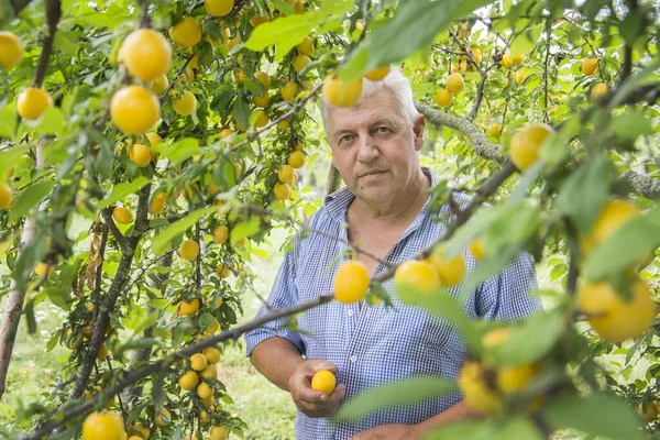 Sommer Steht Ein Mann Garten Neben Einem Baum Auf Dem — Stockfoto