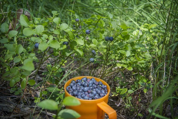 Verão Floresta Nos Arbustos Mirtilo Uma Caneca Cheia Mirtilos — Fotografia de Stock