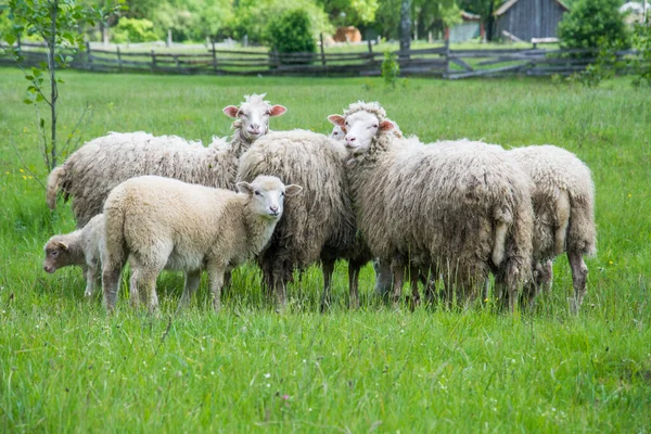Été Troupeau Moutons Paissent Dans Nature Pendant Journée Certains Ont — Photo