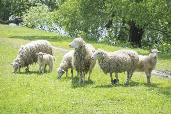Été Troupeau Moutons Paissent Dans Nature Pendant Journée Certains Ont — Photo