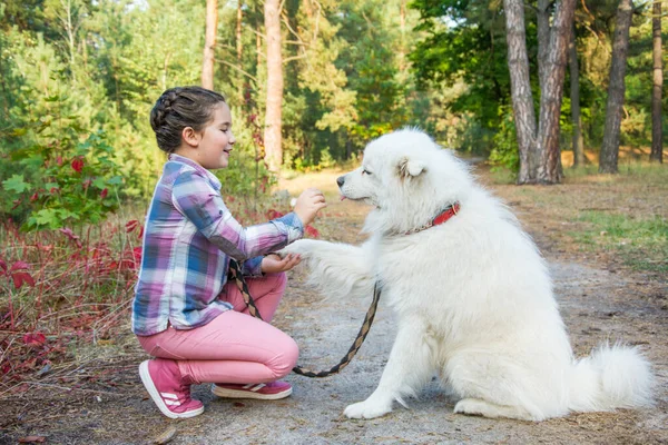 Noite Outono Floresta Uma Menina Caminha Com Cão Samoyed Eles — Fotografia de Stock