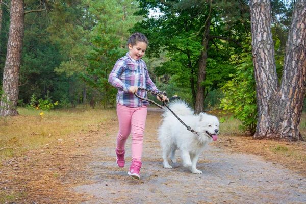Восени Увечері Лісі Дівчина Гуляє Собакою Самойдом Вони Щасливі Собака — стокове фото