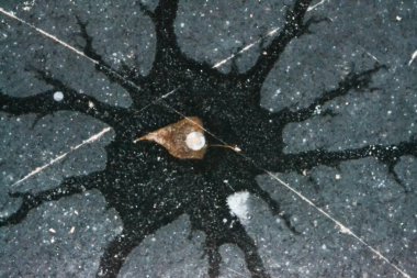 Ağacının yaprak buz delikli göletin buz altında donmuş yapıldı.