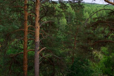Yeşil sık çam ormanı. Çam ağaçları ve çam ağaçları ile yeşil orman.