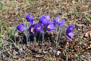 Lila kardelen. Çim uyku. Erken ilkbaharda çiçek alanında. Paskalya tatil kavramı