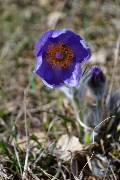 Liliowy Przebiśnieg Spać Trawy Wczesną Wiosną Kwiat Polu Koncepcja Wakacje — Zdjęcie stockowe