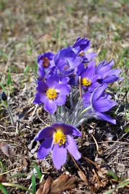 Lila kardelen. Çim uyku. Erken ilkbaharda çiçek alanında. Paskalya tatil kavramı. arka plan bulanık.