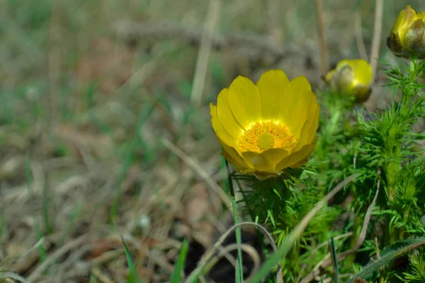 黄色的花 模糊的背景 春天的花朵 早起的花朵在田野里 复活节假期概念 — 图库照片