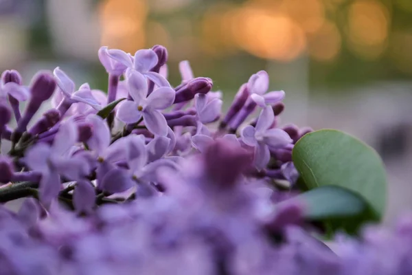 Blooming Lilac Flowers Abstract Background Macro Photo Beautiful Bunch Purple — Stock Photo, Image