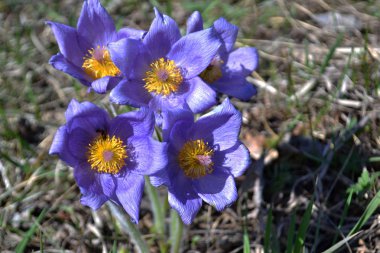 Lila kardelen. Çim uyku. Erken ilkbaharda çiçek alanında. Paskalya tatil kavramı. arka plan bulanık.