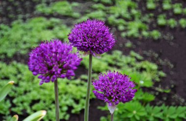 Erken ilkbaharda çiçek alanında. Paskalya tatil kavramı. Çiçek açan bahar. arka plan bulanık