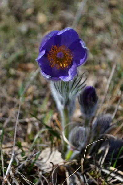 Lilac snowdrop. Sleep grass. Early spring flower in the field. Easter holiday concept. blurred background.