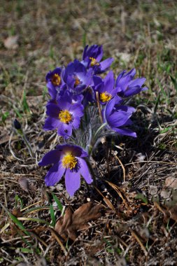 Lila kardelen. Çim uyku. Erken ilkbaharda çiçek alanında. Paskalya tatil kavramı. arka plan bulanık.