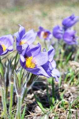 Lila kardelen. Çim uyku. Erken ilkbaharda çiçek alanında. Paskalya tatil kavramı. arka plan bulanık.