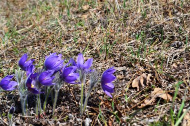 Lila kardelen. Çim uyku. Erken ilkbaharda çiçek alanında. Paskalya tatil kavramı. arka plan bulanık.