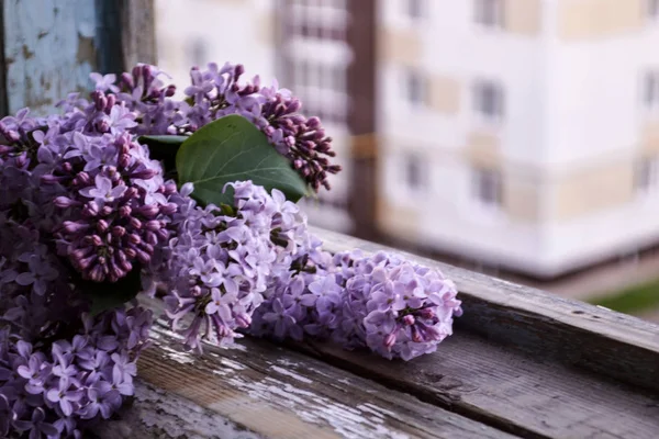 Kwitnące Kwiaty Bzu Streszczenie Tło Fotografia Makro Piękny Bukiet Fioletowy — Zdjęcie stockowe