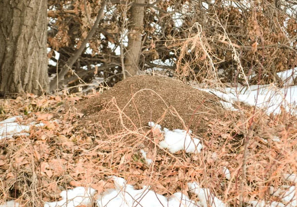 Büyük Karınca Yuvası Ile Kaplı Ormanda Bırakır Erken Ilkbaharda Kar — Stok fotoğraf