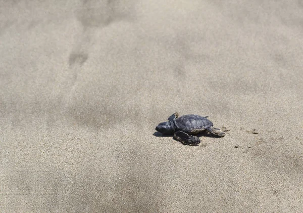 Baby Turtle Crawling Sand Ocean Bali Indonesia Wildlife Animal Life — Stock Photo, Image