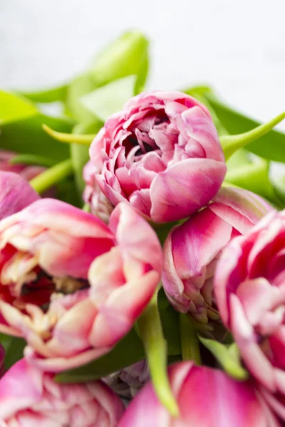 Flores cor de rosa tulipas buquê de flores em um fundo branco . — Fotografia de Stock