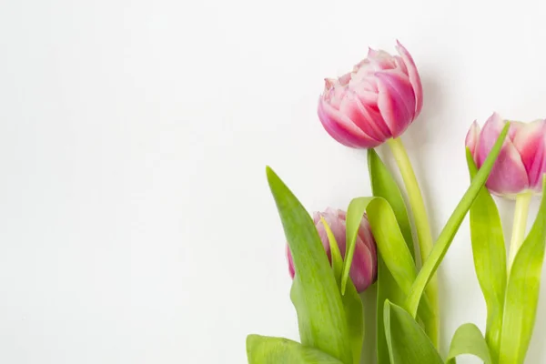 Tres tulipanes de flores rosas sobre un fondo blanco . — Foto de Stock