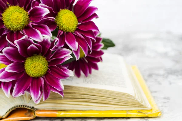 Pink Chrysanthemum. Maroon flowers with a yellow center lie on the open book of love. Blurred background.