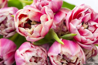 Pembe çiçekler Lale buketi çiçek beyaz bir arka plan üzerinde.