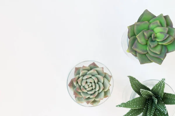 Le piante domestiche verdi in vaso, succulentson pulito dorso bianco — Foto Stock