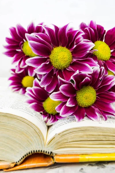 Pink Chrysanthemum. Maroon flowers with a yellow center lie on the open book of love. Blurred background.