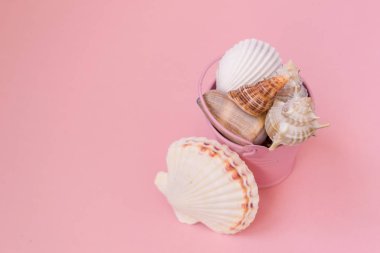 Pembe arka planda deniz kabukları olan bir kova. Kova tamamen deniz kabukları ile doldurulur. Metin için bir yer var.