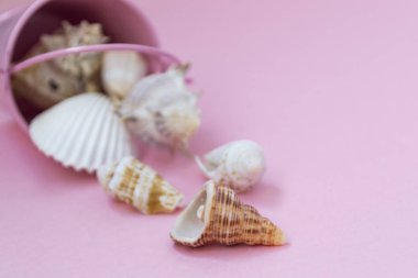 Çeşitli boyutlarda deniz kabukları pembe bir arka planda bir pembe kova dağılmış, sağda boş alan.