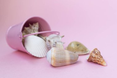 Çeşitli boyutlarda deniz kabukları pembe bir arka planda bir pembe kova dağılmış, sağda boş alan.