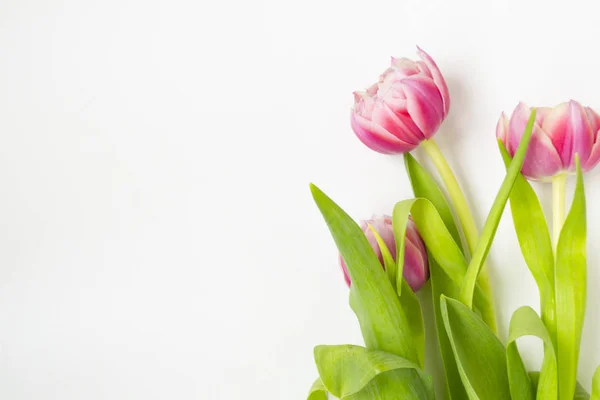 Tres tulipanes de flores rosas sobre un fondo blanco . — Foto de Stock