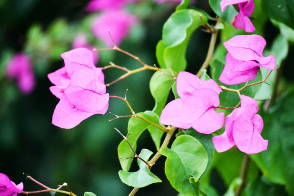 Bougainvillea blüht. rosa blühende Pflanzen. — Stockfoto