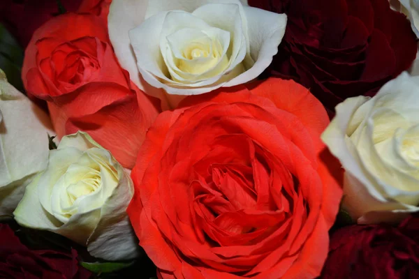 Buquê de rosas vermelhas e brancas . — Fotografia de Stock