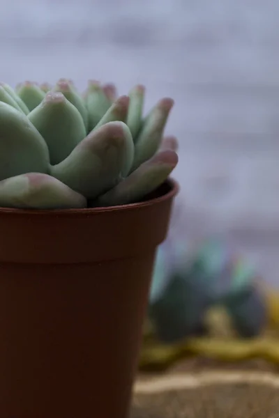 Flor de casa em uma panela. Planta suculenta cresce em um pote marrom . — Fotografia de Stock